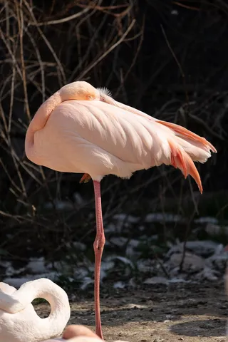 Flamingo sleeping on one leg, Paris Zoological Park, France — Nicolas Marincic