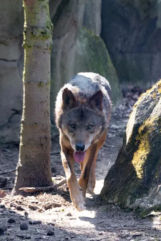 Iberian wolf walking forward, Paris Zoological Park, France — Nicolas Marincic