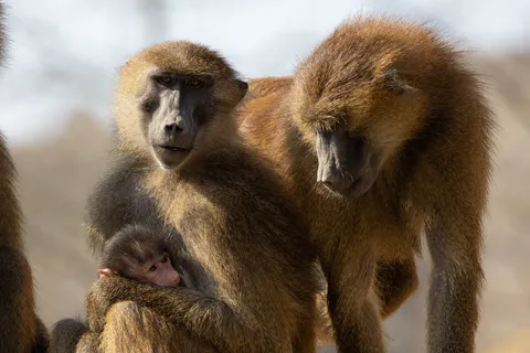 Guinea baboon family, Paris Zoological Park, France — Nicolas Marincic