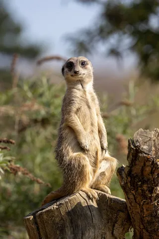 Meerkat on lookout, Paris Zoological Park, France — Nicolas Marincic