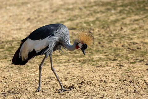 Grey crowned crane, Paris Zoological Park, France — Nicolas Marincic