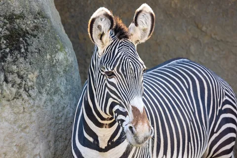 Grévy’s zebra, Paris Zoological Park, France — Nicolas Marincic