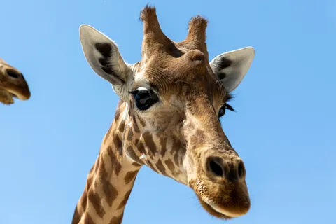 Giraffe head against blue sky, Paris Zoological Park, France — Nicolas Marincic