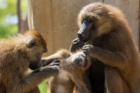 Guinea baboons grooming a baby, France — Nicolas Marincic