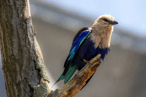 Lilac-breasted roller, Paris Zoological Park, France — Nicolas Marincic