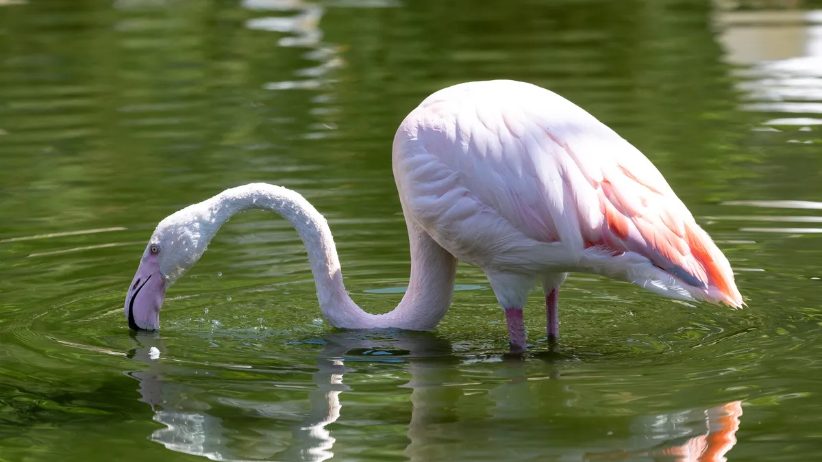 Flamingo feeding, with reflection, France — Nicolas Marincic