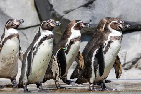 Group of Humboldt penguins, France — Nicolas Marincic
