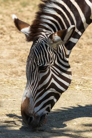 Stripes of a grazing Grévy’s zebra, France — Nicolas Marincic