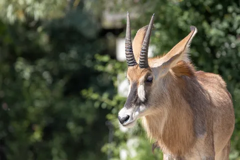Roan antelope in green shade, France — Nicolas Marincic