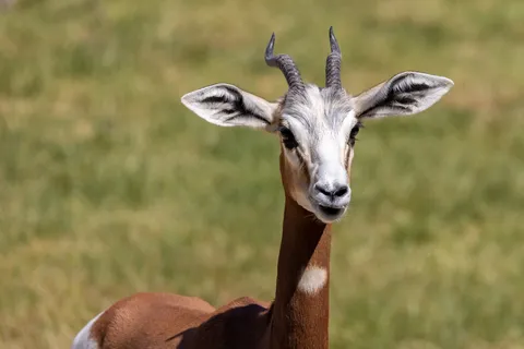 Dama gazelle portrait, France — Nicolas Marincic