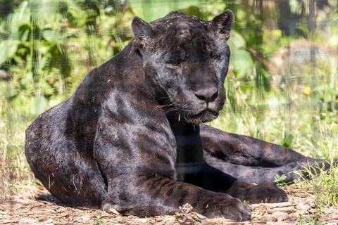 Black jaguar lying in the grass, France — Nicolas Marincic