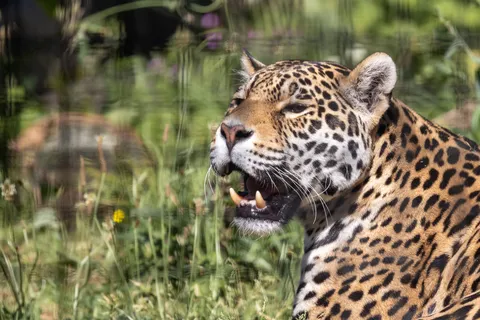 Jaguar snarling in tall grass, Paris Zoological Park, France — Nicolas Marincic