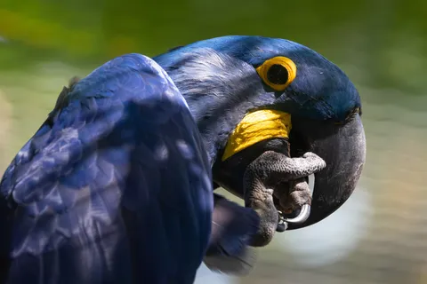 Hyacinth macaw close-up, France — Nicolas Marincic