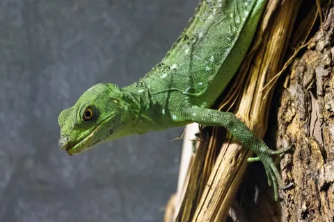 Green basilisk on a branch, France — Nicolas Marincic