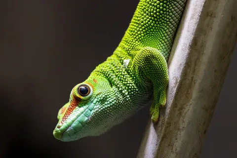 Madagascar day gecko on bamboo, France — Nicolas Marincic