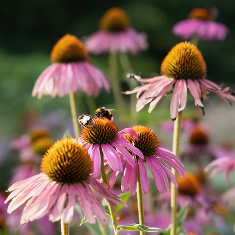 Bumblebee on echinacea, Zagreb Botanical Garden, Croatia — Nicolas Marincic