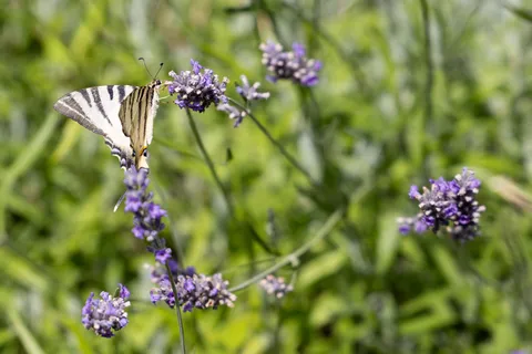 Swallowtail butterfly on lavender, Topkapı gardens, Turkey — Nicolas Marincic