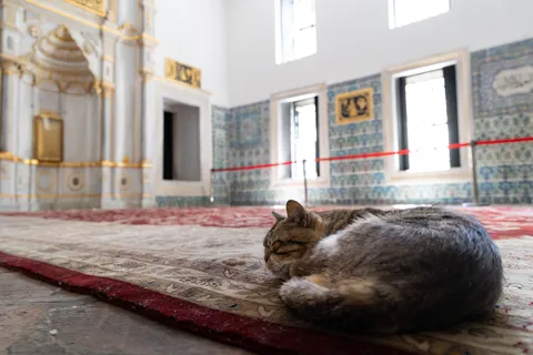 Cat asleep on a carpet, Topkapı Harem mosque, Turkey — Nicolas Marincic
