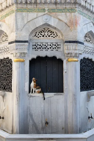 Cat in the window of a marble ablution fountain, Istanbul, Turkey — Nicolas Marincic