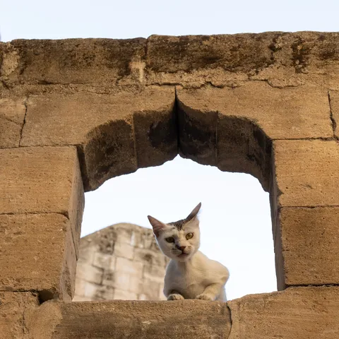 Cat framed in a stone window, Mardin, Turkey — Nicolas Marincic