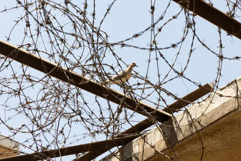 Dove on barbed wire, Amna Suraka, Sulaymaniyah, Iraq (Kurdistan) — Nicolas Marincic