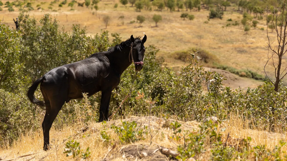 Black horse in dry grass, Iraq (Kurdistan) — Nicolas Marincic