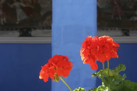 Geraniums against a blue wall, Santa Catalina, Peru — Nicolas Marincic