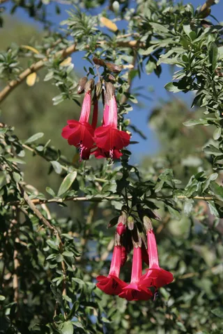 Cantuta flowers, Arequipa, Peru — Nicolas Marincic