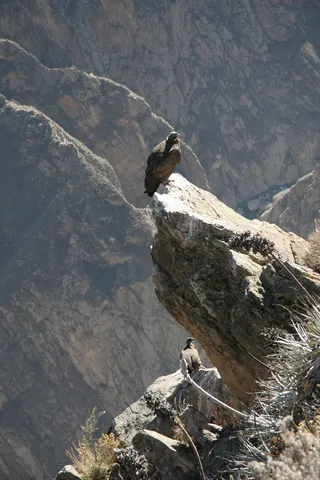 Andean condor perched on a rock, Colca Canyon, Peru — Nicolas Marincic