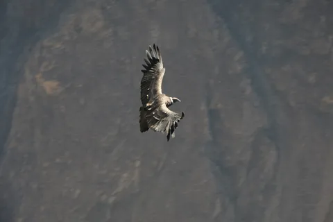 Andean condor in flight, Colca Canyon, Peru — Nicolas Marincic