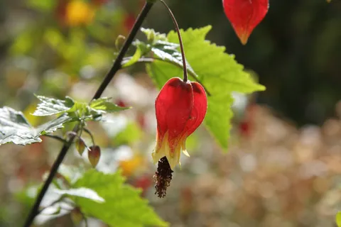 Red flower, Sacred Valley, Peru — Nicolas Marincic