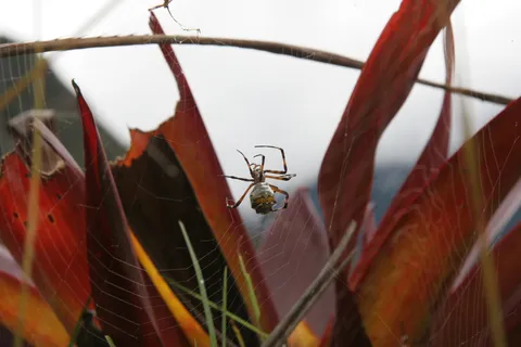 Spider on red leaves, Machu Picchu, Peru — Nicolas Marincic