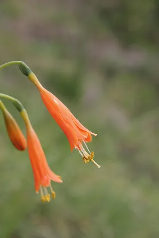 Orange tubular flower, Kuélap, Peru — Nicolas Marincic