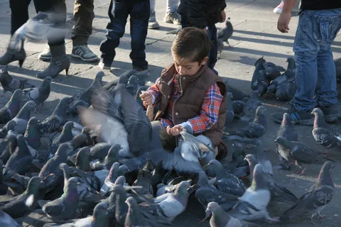 Child among the pigeons, Peru — Nicolas Marincic