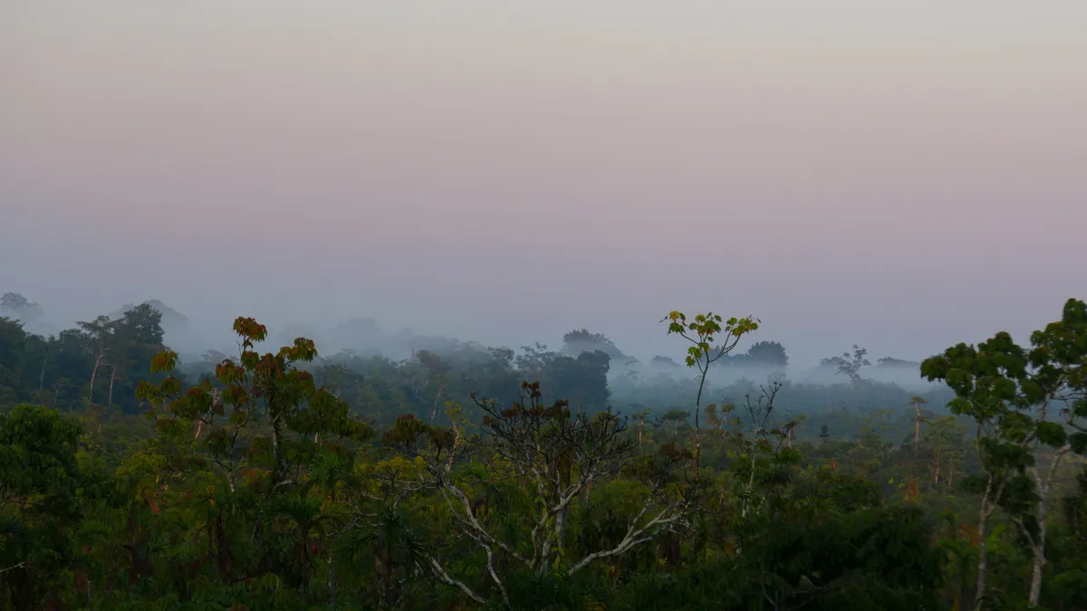Brume matinale sur la canopée amazonienne, Pérou — Nicolas Marincic