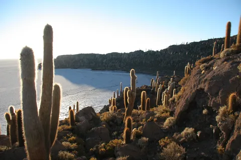 Giant cacti above the Salar de Uyuni, Isla Incahuasi, Bolivia — Nicolas Marincic