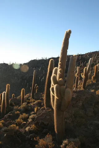 Cactus géant de l’Isla Incahuasi, Bolivie — Nicolas Marincic