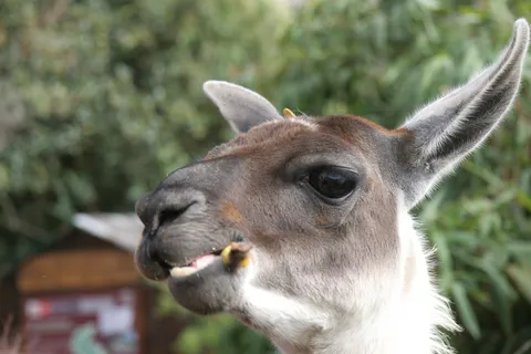 Llama chewing, Machu Picchu, Peru — Nicolas Marincic