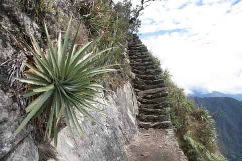 Bromeliad beside the Inca stairway, Machu Picchu Mountain, Peru — Nicolas Marincic