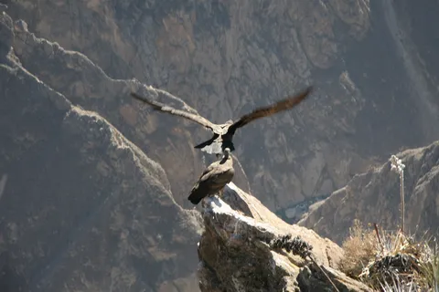 Andean condors on a rocky spur, Cruz del Cóndor, Peru — Nicolas Marincic