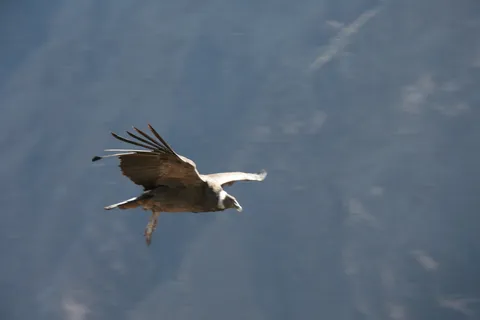 Andean condor gliding along the Colca Canyon, Peru — Nicolas Marincic