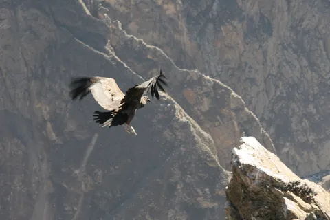 Andean condor taking off, Cruz del Cóndor, Peru — Nicolas Marincic