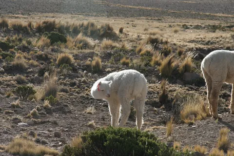 Alpacas on the puna, Salinas y Aguada Blanca Reserve, Peru — Nicolas Marincic