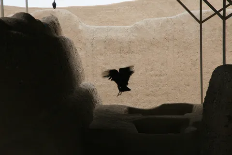 Black vulture landing on an adobe wall, Chan Chan, Peru — Nicolas Marincic