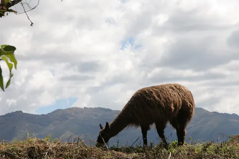 Llama above the Andean valley, Kuélap, Peru — Nicolas Marincic
