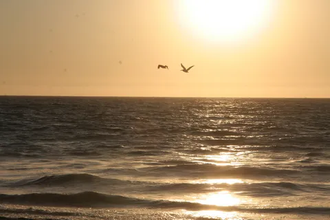 Pelicans over the golden sea, Máncora, Peru — Nicolas Marincic