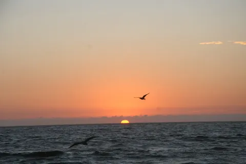 Pelican silhouetted at sunset, Máncora, Peru — Nicolas Marincic