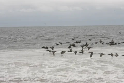 Brown pelicans skimming the surf, Máncora, Peru — Nicolas Marincic