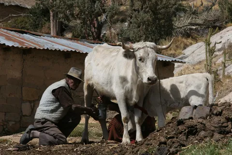 Aymara farmer milking a cow, Isla del Sol, Bolivia — Nicolas Marincic
