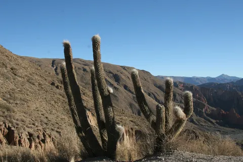 Candelabra cacti above an Andean valley, Bolivia — Nicolas Marincic
